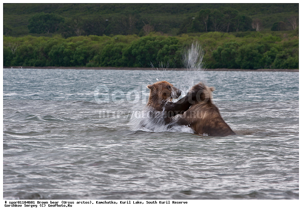 ����� �������, Ursus arctos,   ����� ���������� , ��������, ����-���������� ��������, �� ��������, ��������, ��������, �������������, �������������, �����, �����, �������, ������, XYZ, ��������, Ursidae, ������������ �������