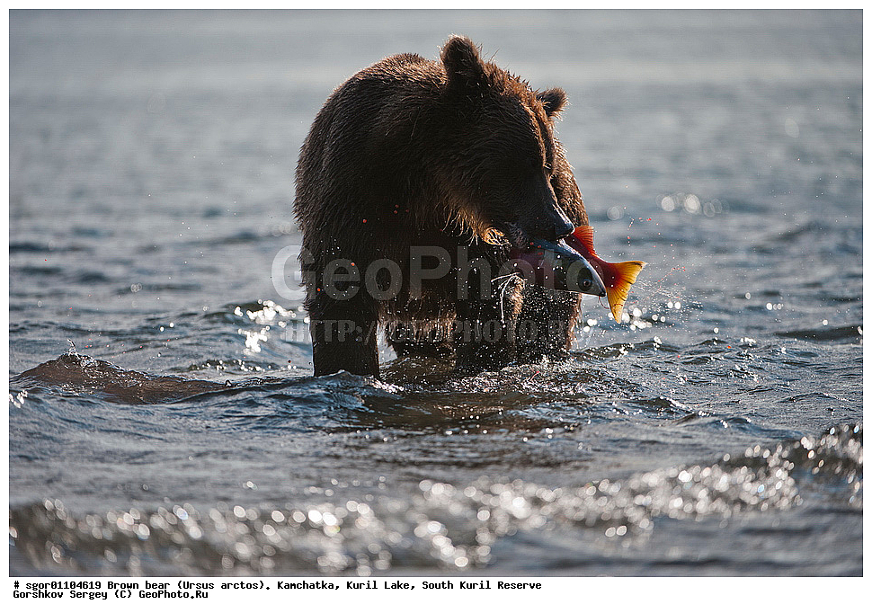 ����� �������, Ursus arctos,   ����� ���������� , ��������, ����-���������� ��������, �� ��������, ��������, ��������, �������������, �������������, �����, �����, �������, ������, XYZ, ��������, Ursidae, ������������ �������