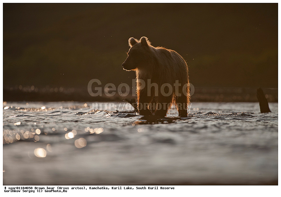 ����� �������, Ursus arctos,   ����� ���������� , ��������, ����-���������� ��������, �� ��������, ��������, ��������, �������������, �������������, �����, �����, �������, ������, XYZ, ��������, Ursidae, ������������ �������