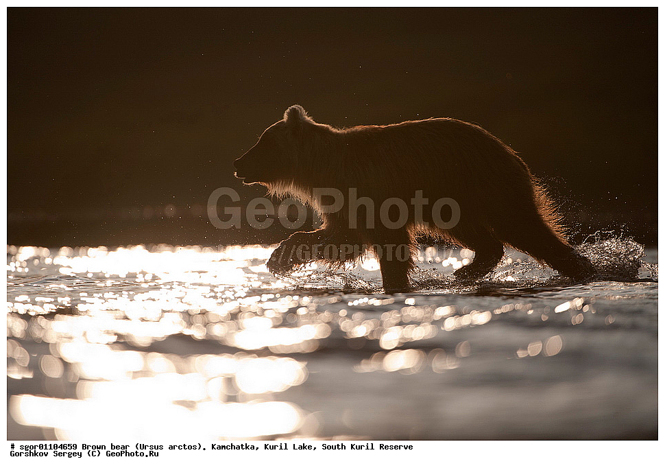 ����� �������, Ursus arctos,   ����� ���������� , ��������, ����-���������� ��������, �� ��������, ��������, ��������, �������������, �������������, �����, �����, �������, ������, XYZ, ��������, Ursidae, ������������ �������