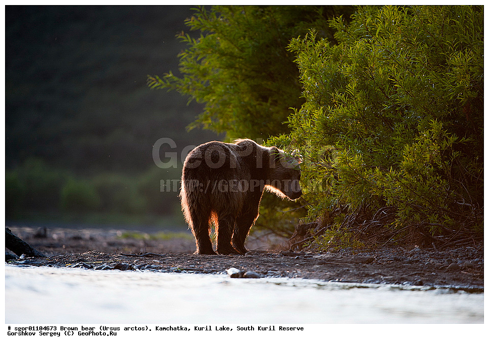 ����� �������, Ursus arctos,   ����� ���������� , ��������, ����-���������� ��������, �� ��������, ��������, ��������, �������������, �������������, �����, �����, �������, ������, XYZ, ��������, Ursidae, ������������ �������