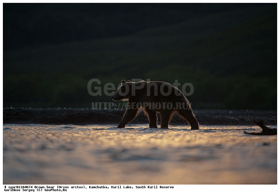 ����� �������, Ursus arctos,   ����� ���������� , ��������, ����-���������� ��������, �� ��������, ��������, ��������, �������������, �������������, �����, �����, �������, ������, XYZ, ��������, Ursidae, ������������ �������