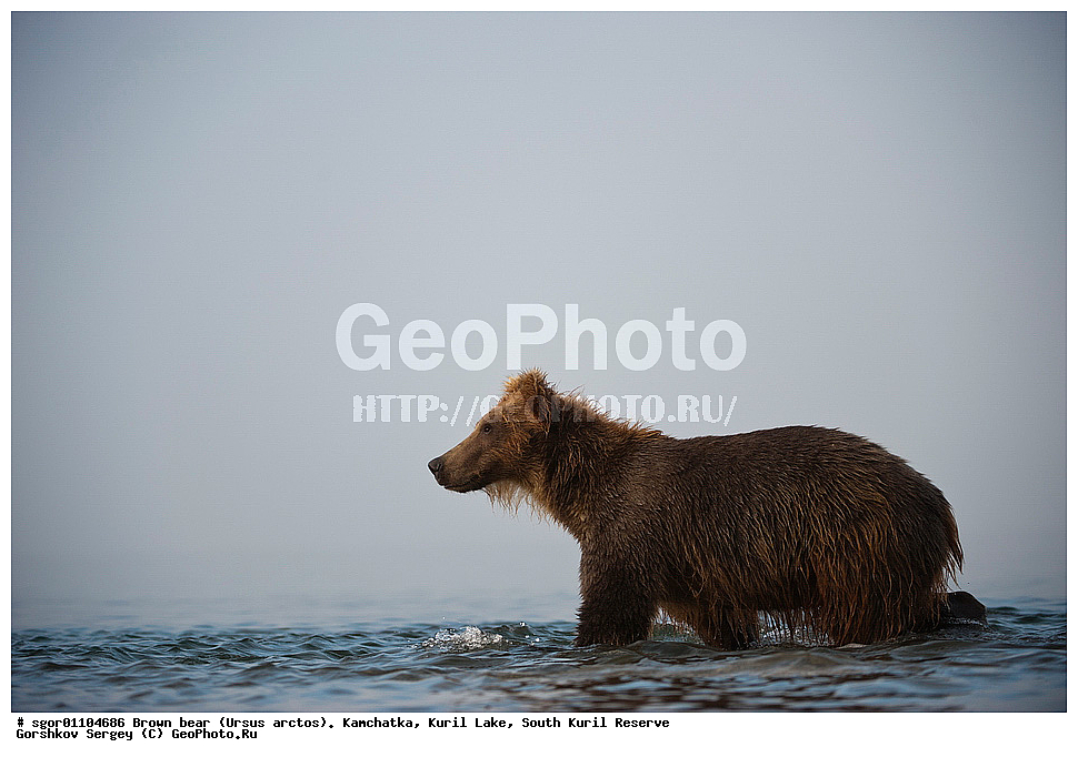 ����� �������, Ursus arctos,   ����� ���������� , ��������, ����-���������� ��������, �� ��������, ��������, ��������, �������������, �������������, �����, �����, �������, ������, XYZ, ��������, Ursidae, ������������ �������