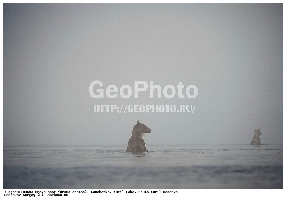 ����� �������, Ursus arctos,   ����� ���������� , ��������, ����-���������� ��������, �� ��������, ��������, ��������, �������������, �������������, �����, �����, �������, ������, XYZ, ��������, Ursidae, ������������ �������