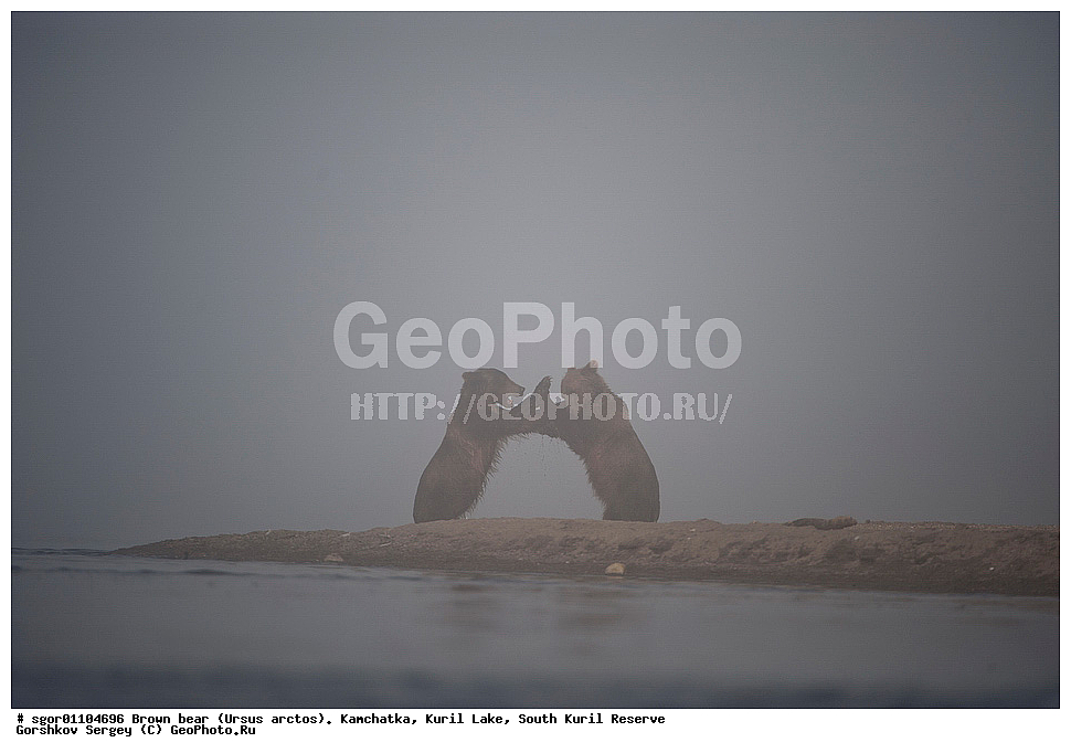 ����� �������, Ursus arctos,   ����� ���������� , ��������, ����-���������� ��������, �� ��������, ��������, ��������, �������������, �������������, �����, �����, �������, ������, XYZ, ��������, Ursidae, ������������ �������