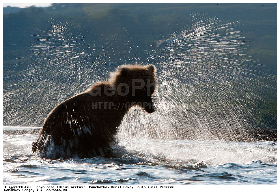 ����� �������, Ursus arctos,   ����� ���������� , ��������, ����-���������� ��������, �� ��������, ��������, ��������, �������������, �������������, �����, �����, �������, ������, XYZ, ��������, Ursidae, ������������ �������