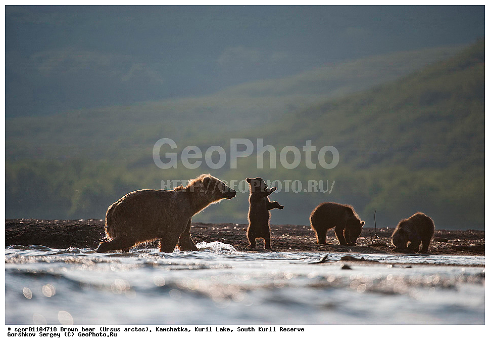 ����� �������, Ursus arctos,   ����� ���������� , ��������, ����-���������� ��������, �� ��������, ��������, ��������, �������������, �������������, �����, �����, �������, ������, XYZ, ��������, Ursidae, ������������ �������