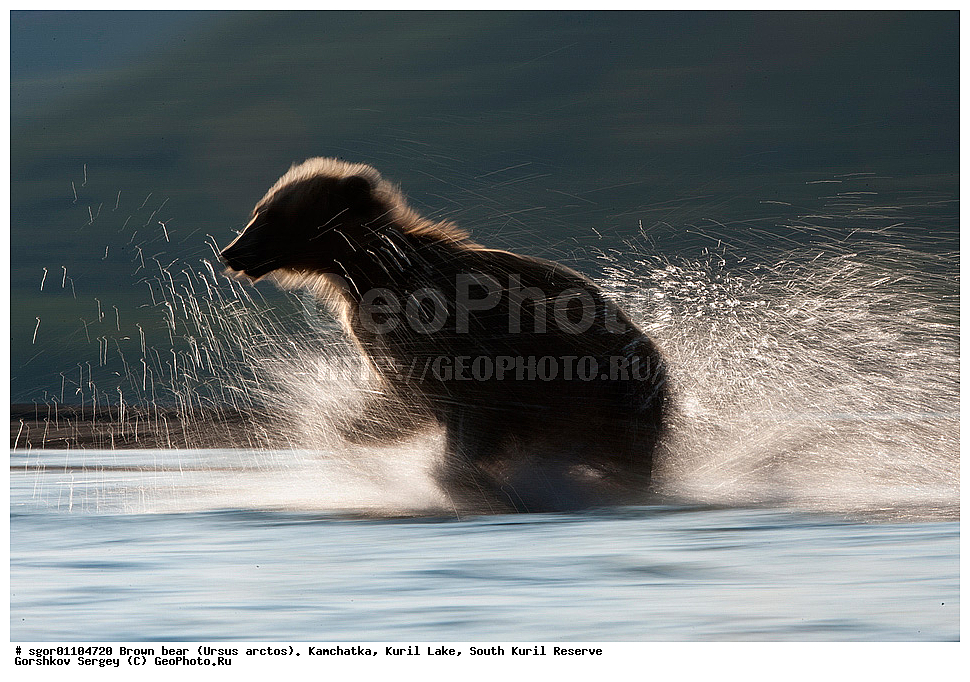 ����� �������, Ursus arctos,   ����� ���������� , ��������, ����-���������� ��������, �� ��������, ��������, ��������, �������������, �������������, �����, �����, �������, ������, XYZ, ��������, Ursidae, ������������ �������