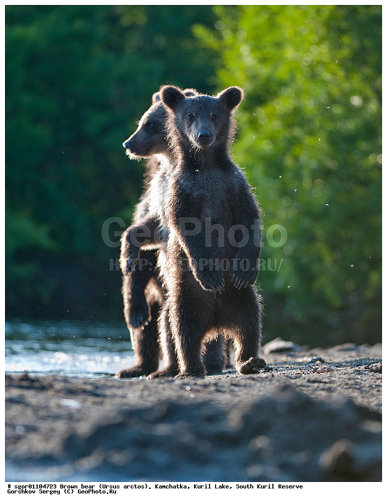 ����� �������, Ursus arctos,   ����� ���������� , ��������, ����-���������� ��������, �� ��������, ��������, ��������, �������������, �������������, �����, �����, �������, ������, XYZ, ��������, Ursidae, ������������ �������