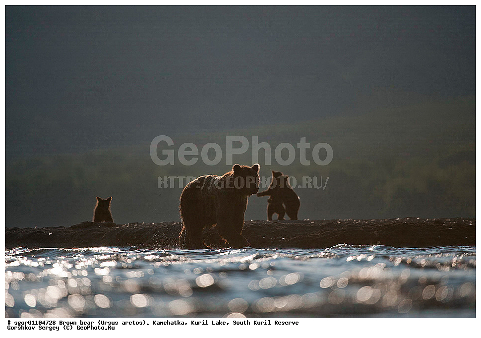 ����� �������, Ursus arctos,   ����� ���������� , ��������, ����-���������� ��������, �� ��������, ��������, ��������, �������������, �������������, �����, �����, �������, ������, XYZ, ��������, Ursidae, ������������ �������