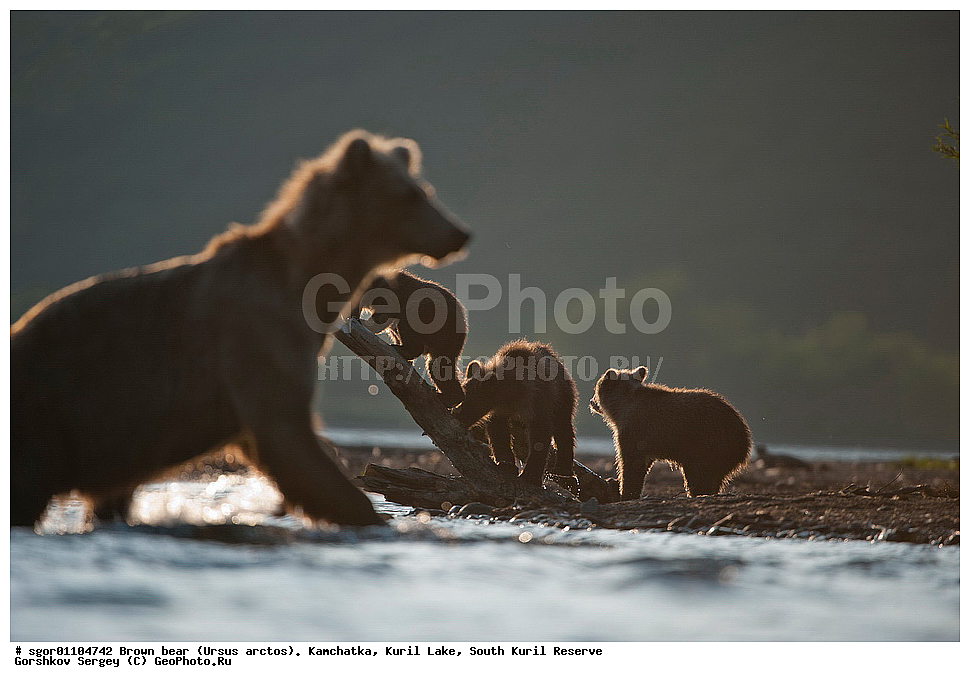 ����� �������, Ursus arctos,   ����� ���������� , ��������, ����-���������� ��������, �� ��������, ��������, ��������, �������������, �������������, �����, �����, �������, ������, XYZ, ��������, Ursidae, ������������ �������