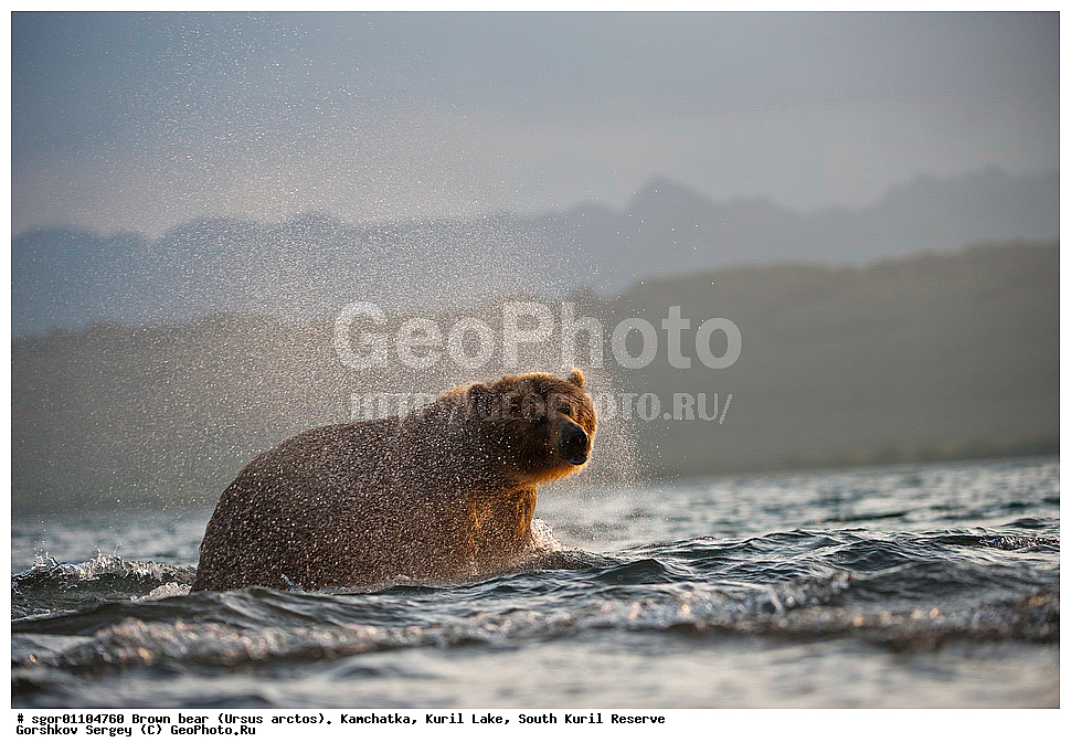 ����� �������, Ursus arctos,   ����� ���������� , ��������, ����-���������� ��������, �� ��������, ��������, ��������, �������������, �������������, �����, �����, �������, ������, XYZ, ��������, Ursidae, ������������ �������