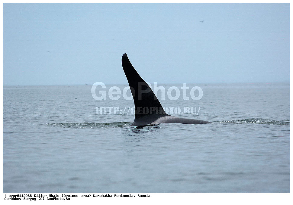 ��������, ��������, ������� �������������, ������� �������������, ������� �����, ������� �����, XYZ, ��������, �����������, Delphinidae, �������, Orcinus orca, ��������, ���������� �����