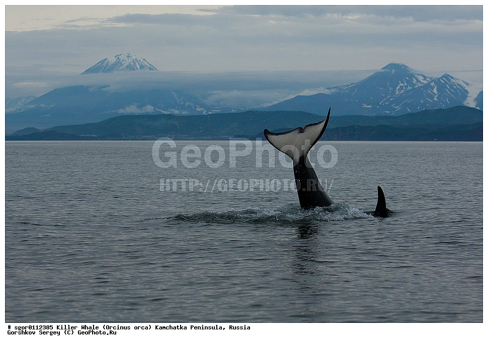 ��������, ��������, ������� �������������, ������� �������������, ������� �����, ������� �����, XYZ, ��������, �����������, Delphinidae, �������, Orcinus orca, ��������, ���������� �����