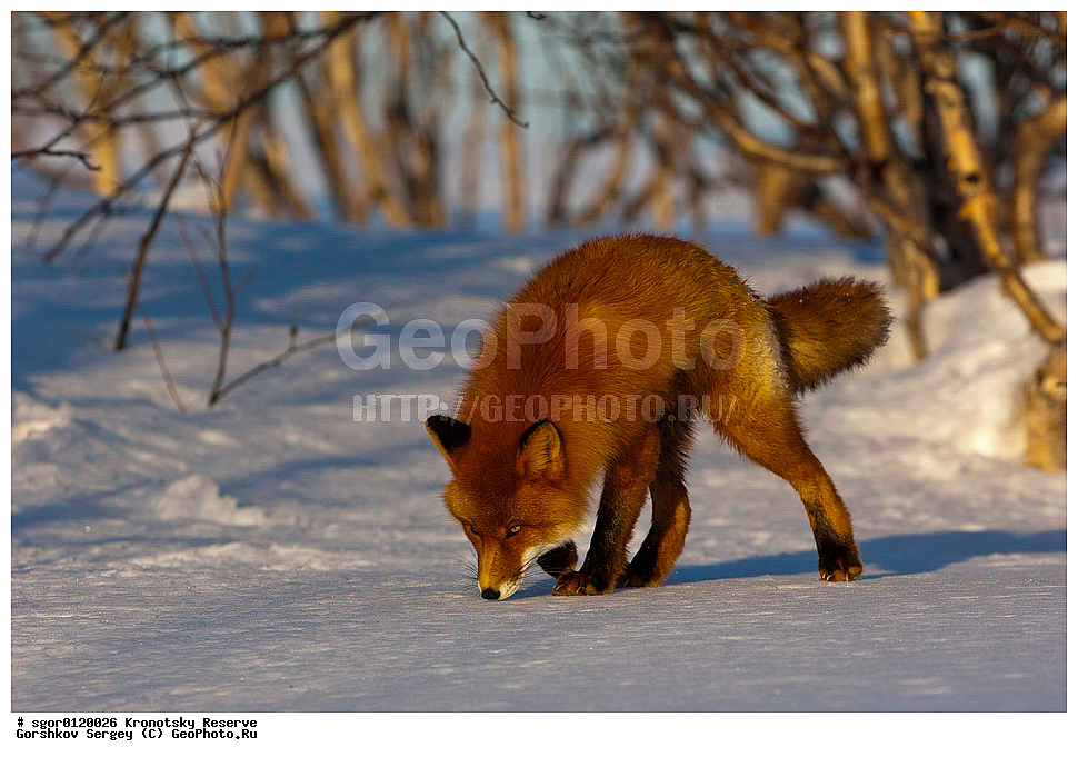 ��������, ��������� ����������, ��������, ��������, �������������, �������������, �����, �����, �������, ������, XYZ, ������, �������, ������, Canidae, ������������ ������, ����� ������, ����, Vulpes vulpes, ����, �������, ��������� �����