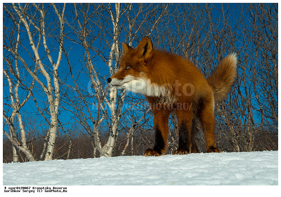 ��������, ��������� ����������, ��������, ��������, �������������, �������������, �����, �����, �������, ������, XYZ, ������, �������, ������, Canidae, ������������ ������, ����� ������, ����, Vulpes vulpes, ����, �������, ��������� �����