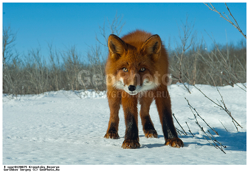 ��������, ��������� ����������, ��������, ��������, �������������, �������������, �����, �����, �������, ������, XYZ, ������, �������, ������, Canidae, ������������ ������, ����� ������, ����, Vulpes vulpes, ����, �������, ��������� �����