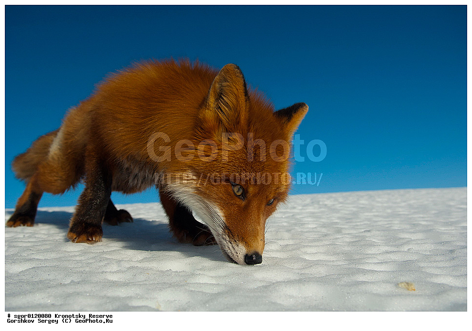 ��������, ��������� ����������, ��������, ��������, �������������, �������������, �����, �����, �������, ������, XYZ, ������, �������, ������, Canidae, ������������ ������, ����� ������, ����, Vulpes vulpes, ����, �������, ��������� �����