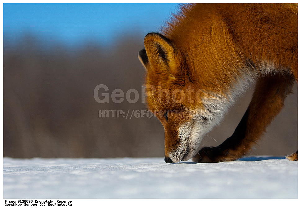 ��������, ��������� ����������, ��������, ��������, �������������, �������������, �����, �����, �������, ������, XYZ, ������, �������, ������, Canidae, ������������ ������, ����� ������, ����, Vulpes vulpes, ����, �������, ��������� �����