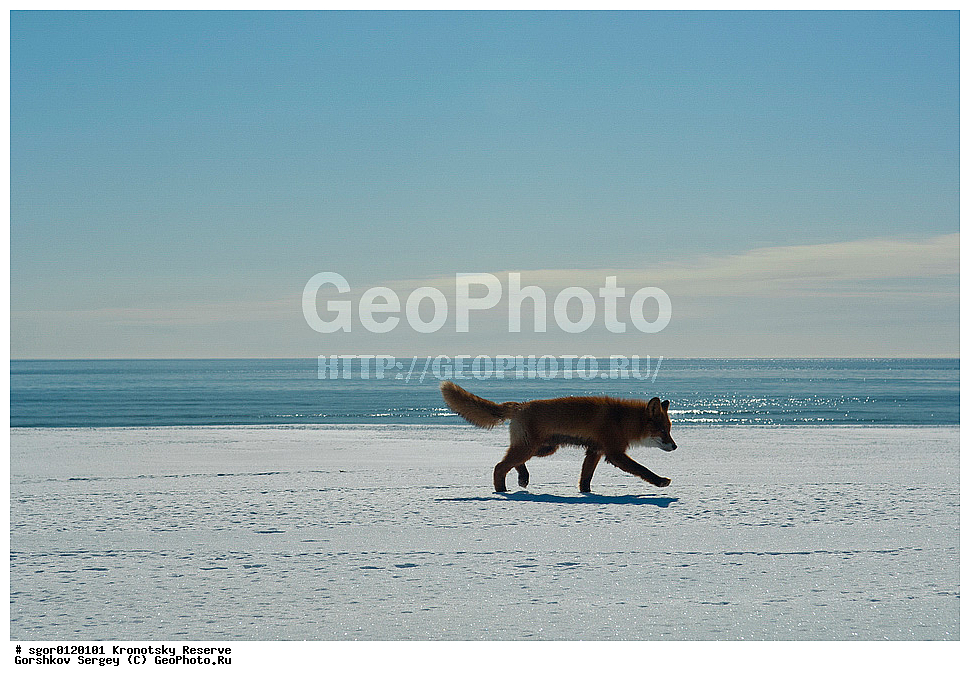 ��������, ��������� ����������, ��������, ��������, �������������, �������������, �����, �����, �������, ������, XYZ, ������, �������, ������, Canidae, ������������ ������, ����� ������, ����, Vulpes vulpes, ����, �������, ��������� �����