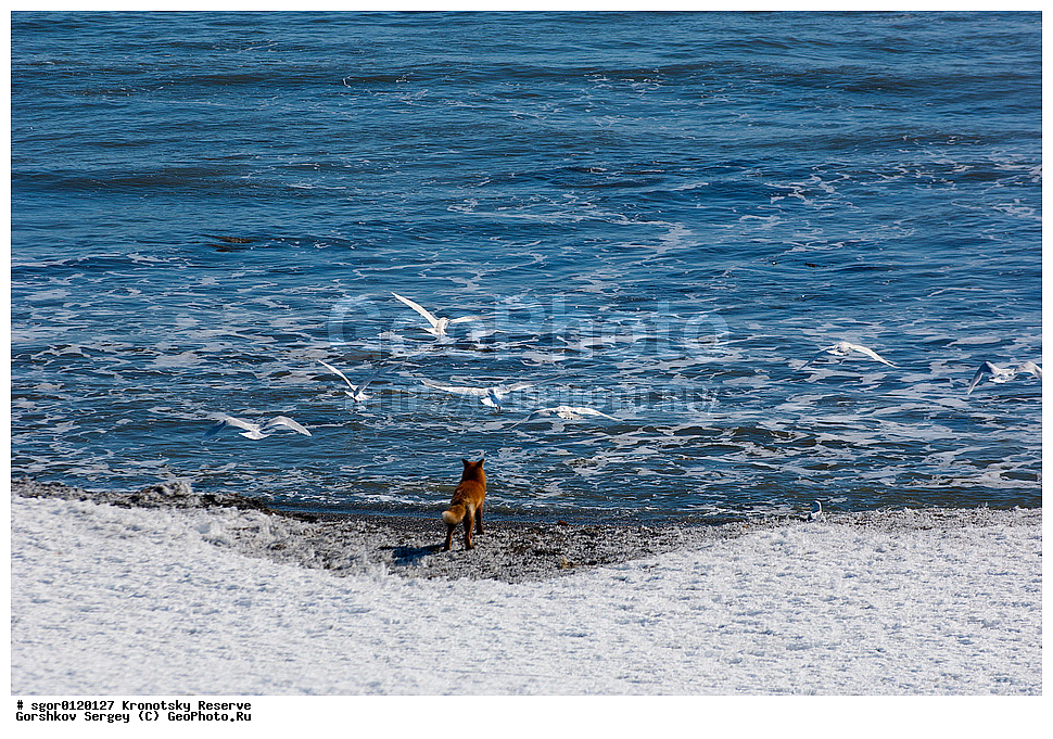 ��������, ��������� ����������, ��������, ��������, �������������, �������������, �����, �����, �������, ������, XYZ, ������, �������, ������, Canidae, ������������ ������, ����� ������, ����, Vulpes vulpes, ����, �������, ��������� �����