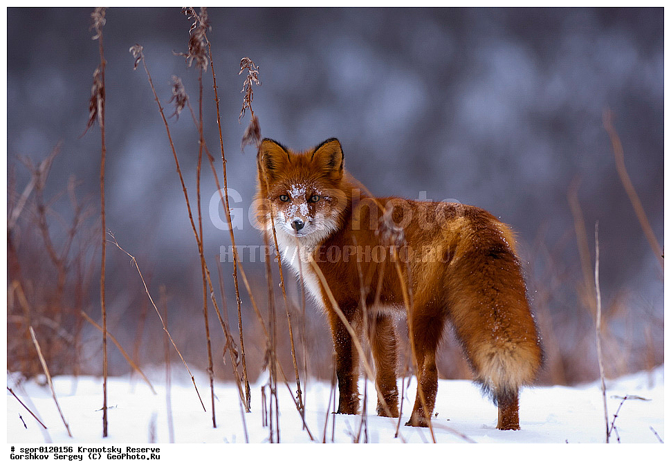 ��������, ��������� ����������, ��������, ��������, �������������, �������������, �����, �����, �������, ������, XYZ, ������, �������, ������, Canidae, ������������ ������, ����� ������, ����, Vulpes vulpes, ����, �������, ��������� �����