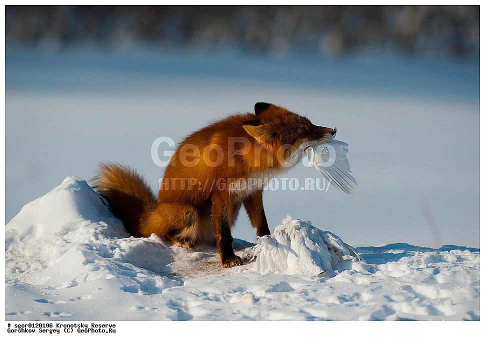 ��������, ��������� ����������, ��������, ��������, �������������, �������������, �����, �����, �������, ������, XYZ, ������, �������, ������, Canidae, ������������ ������, ����� ������, ����, Vulpes vulpes, ����, �������, ��������� �����