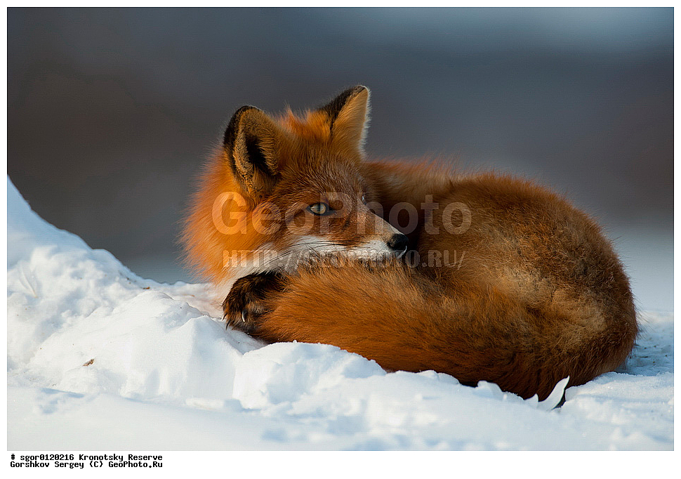 ��������, ��������� ����������, ��������, ��������, �������������, �������������, �����, �����, �������, ������, XYZ, ������, �������, ������, Canidae, ������������ ������, ����� ������, ����, Vulpes vulpes, ����, �������, ��������� �����