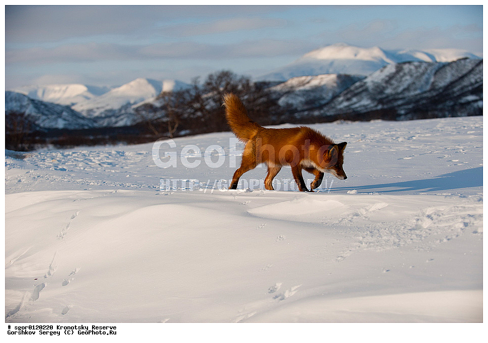 ��������, ��������� ����������, ��������, ��������, �������������, �������������, �����, �����, �������, ������, XYZ, ������, �������, ������, Canidae, ������������ ������, ����� ������, ����, Vulpes vulpes, ����, �������, ��������� �����