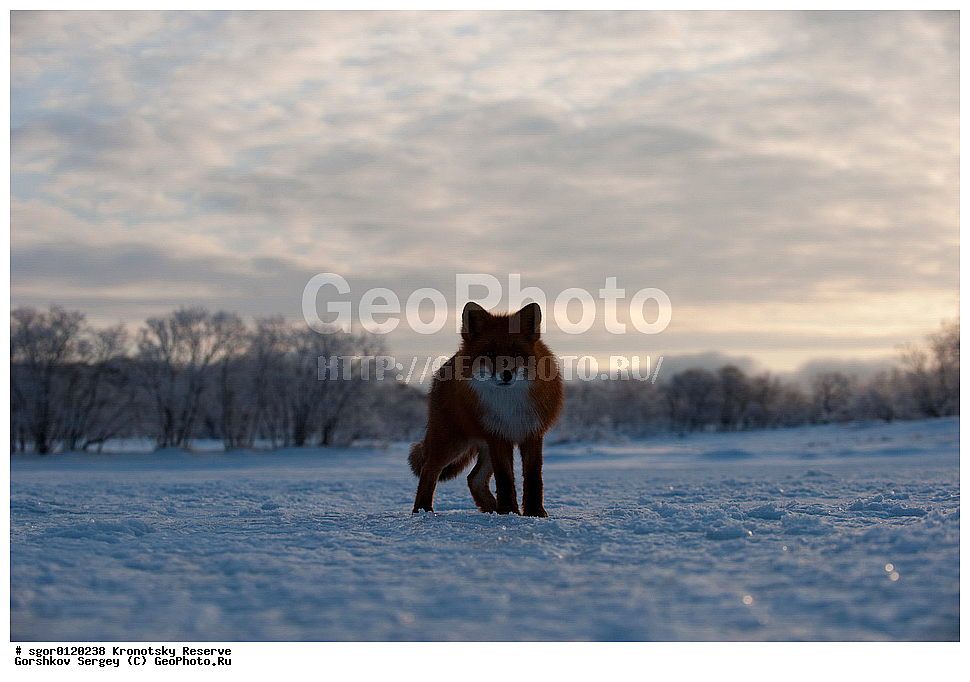 ��������, ��������� ����������, ��������, ��������, �������������, �������������, �����, �����, �������, ������, XYZ, ������, �������, ������, Canidae, ������������ ������, ����� ������, ����, Vulpes vulpes, ����, �������, ��������� �����