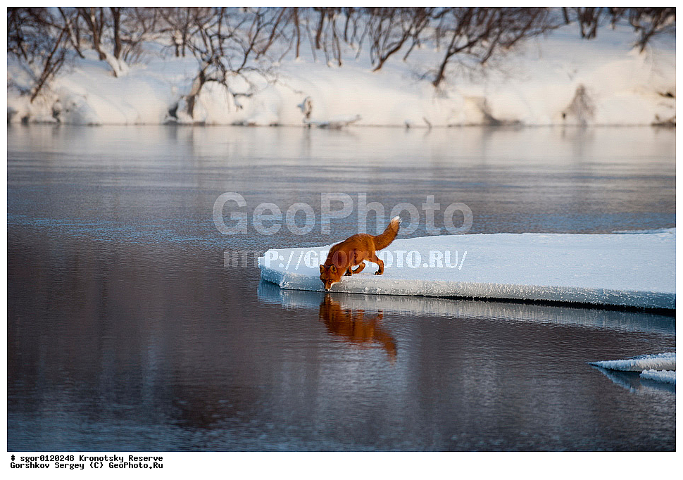 ��������, ��������� ����������, ��������, ��������, �������������, �������������, �����, �����, �������, ������, XYZ, ������, �������, ������, Canidae, ������������ ������, ����� ������, ����, Vulpes vulpes, ����, �������, ��������� �����