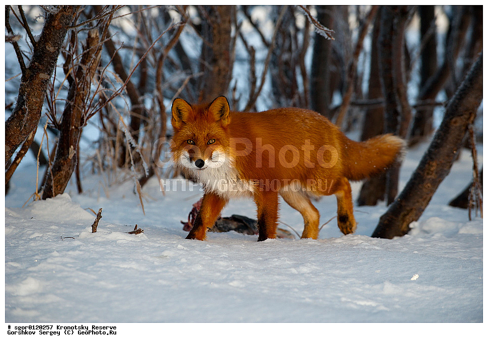 ��������, ��������� ����������, ��������, ��������, �������������, �������������, �����, �����, �������, ������, XYZ, ������, �������, ������, Canidae, ������������ ������, ����� ������, ����, Vulpes vulpes, ����, �������, ��������� �����