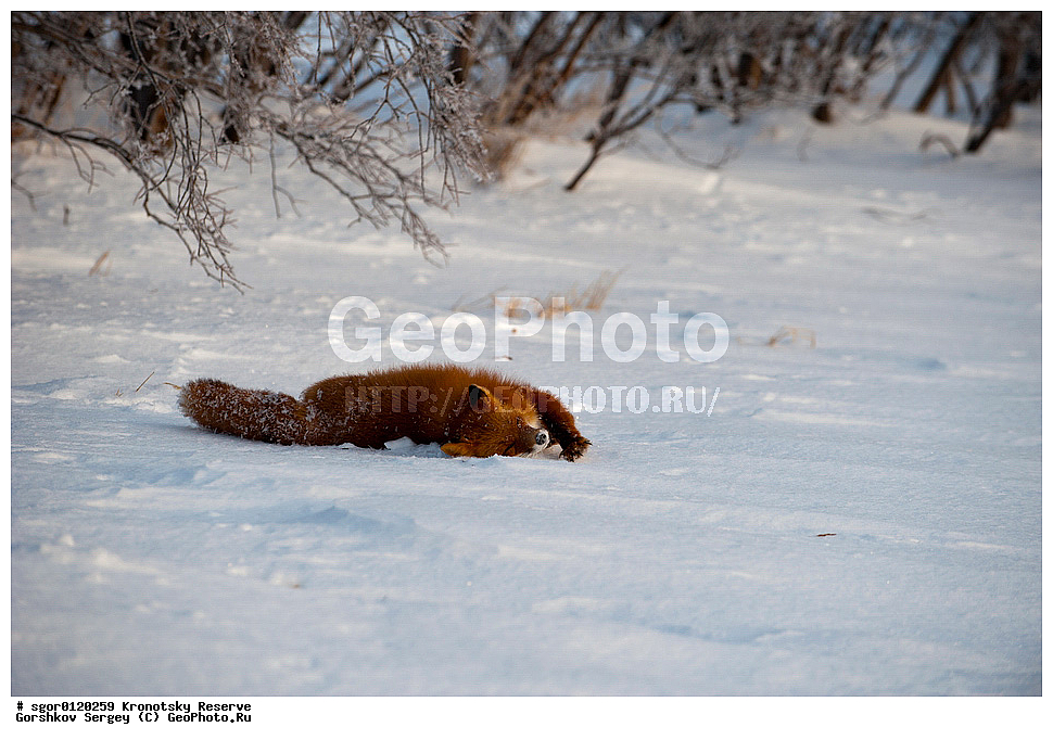 ��������, ��������� ����������, ��������, ��������, �������������, �������������, �����, �����, �������, ������, XYZ, ������, �������, ������, Canidae, ������������ ������, ����� ������, ����, Vulpes vulpes, ����, �������, ��������� �����