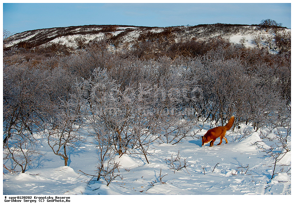 ��������, ��������� ����������, ��������, ��������, �������������, �������������, �����, �����, �������, ������, XYZ, ������, �������, ������, Canidae, ������������ ������, ����� ������, ����, Vulpes vulpes, ����, �������, ��������� �����