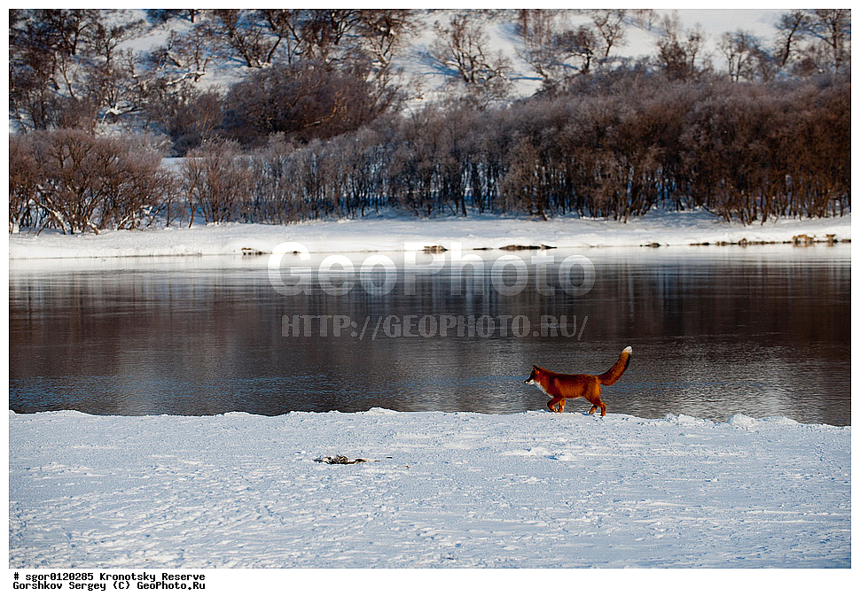 ��������, ��������� ����������, ��������, ��������, �������������, �������������, �����, �����, �������, ������, XYZ, ������, �������, ������, Canidae, ������������ ������, ����� ������, ����, Vulpes vulpes, ����, �������, ��������� �����