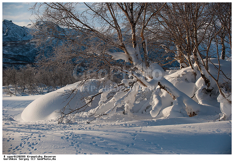 ��������, ��������� ����������, ��������, ��������, �������������, �������������, �����, �����, �������, ������, XYZ, ������, �������, ������, Canidae, ������������ ������, ����� ������, ����, Vulpes vulpes, ����, �������, ��������� �����