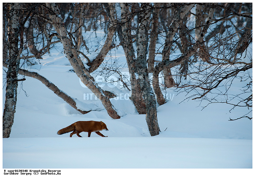 ��������, ��������� ����������, ��������, ��������, �������������, �������������, �����, �����, �������, ������, XYZ, ������, �������, ������, Canidae, ������������ ������, ����� ������, ����, Vulpes vulpes, ����, �������, ��������� �����