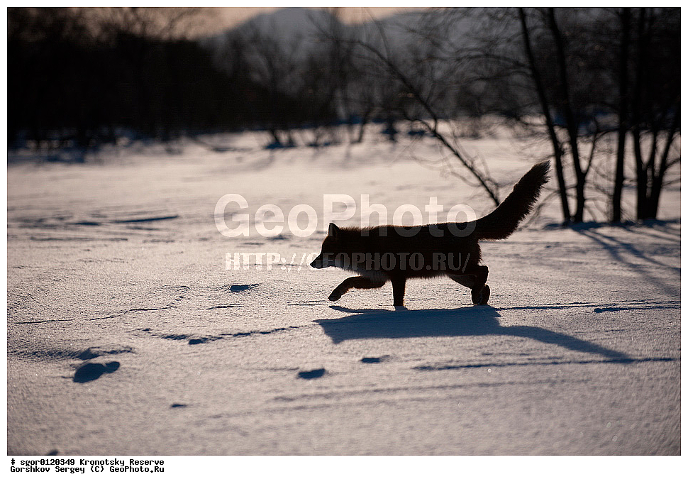 ��������, ��������� ����������, ��������, ��������, �������������, �������������, �����, �����, �������, ������, XYZ, ������, �������, ������, Canidae, ������������ ������, ����� ������, ����, Vulpes vulpes, ����, �������, ��������� �����