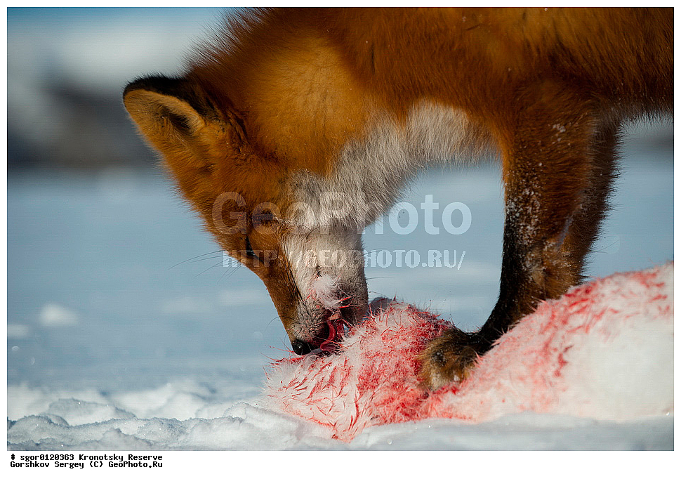 ��������, ��������� ����������, ��������, ��������, �������������, �������������, �����, �����, �������, ������, XYZ, ������, �������, ������, Canidae, ������������ ������, ����� ������, ����, Vulpes vulpes, ����, �������, ��������� �����