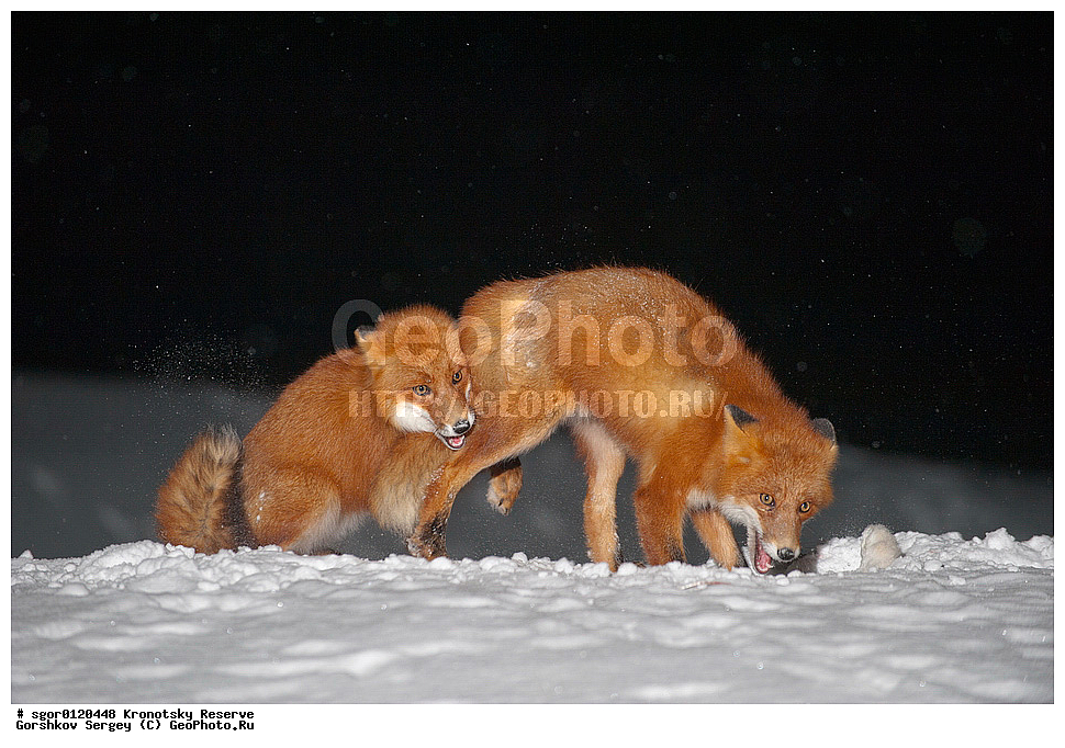 ��������, ��������� ����������, ��������, ��������, �������������, �������������, �����, �����, �������, ������, XYZ, ������, �������, ������, Canidae, ������������ ������, ����� ������, ����, Vulpes vulpes, ����, �������, ��������� �����