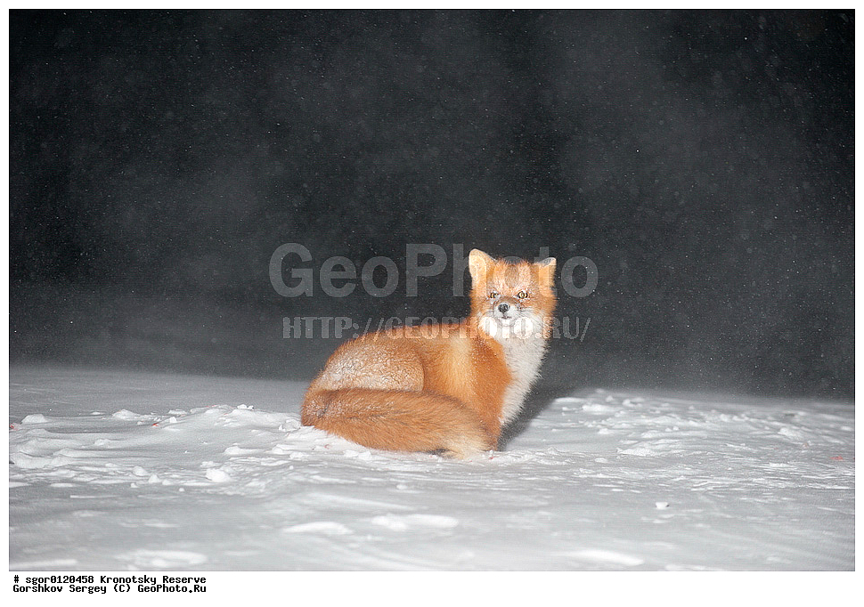 ��������, ��������� ����������, ��������, ��������, �������������, �������������, �����, �����, �������, ������, XYZ, ������, �������, ������, Canidae, ������������ ������, ����� ������, ����, Vulpes vulpes, ����, �������, ��������� �����