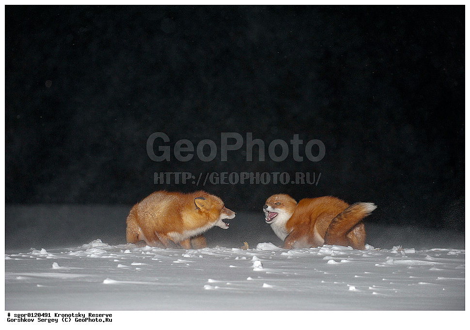 ��������, ��������� ����������, ��������, ��������, �������������, �������������, �����, �����, �������, ������, XYZ, ������, �������, ������, Canidae, ������������ ������, ����� ������, ����, Vulpes vulpes, ����, �������, ��������� �����