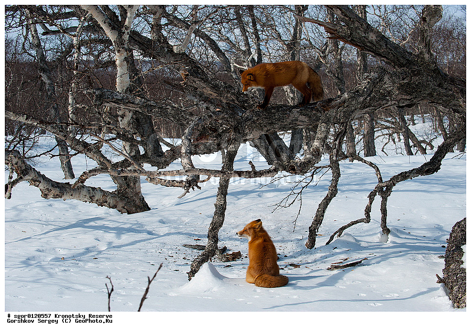 ��������, ��������� ����������, ��������, ��������, �������������, �������������, �����, �����, �������, ������, XYZ, ������, �������, ������, Canidae, ������������ ������, ����� ������, ����, Vulpes vulpes, ����, �������, ��������� �����