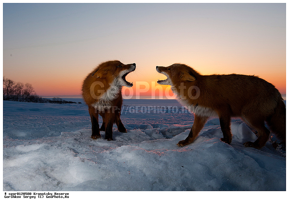 ��������, ��������� ����������, ��������, ��������, �������������, �������������, �����, �����, �������, ������, XYZ, ������, �������, ������, Canidae, ������������ ������, ����� ������, ����, Vulpes vulpes, ����, �������, ��������� �����