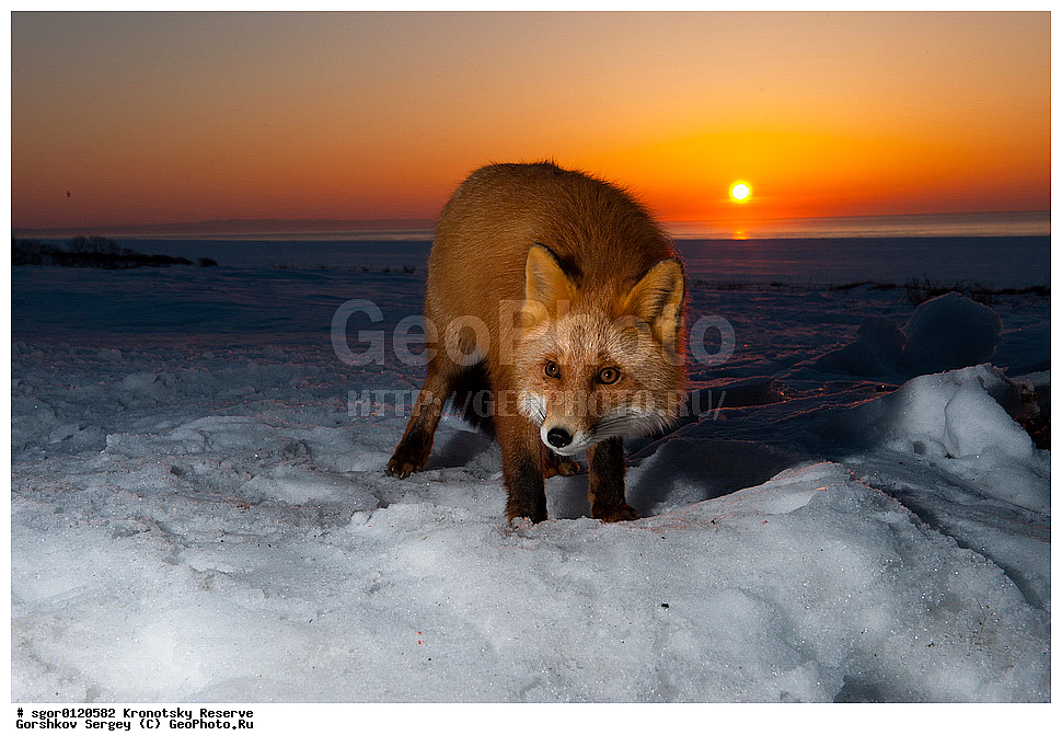 ��������, ��������� ����������, ��������, ��������, �������������, �������������, �����, �����, �������, ������, XYZ, ������, �������, ������, Canidae, ������������ ������, ����� ������, ����, Vulpes vulpes, ����, �������, ��������� �����