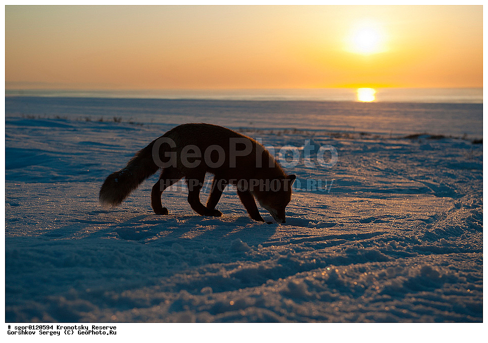 ��������, ��������� ����������, ��������, ��������, �������������, �������������, �����, �����, �������, ������, XYZ, ������, �������, ������, Canidae, ������������ ������, ����� ������, ����, Vulpes vulpes, ����, �������, ��������� �����