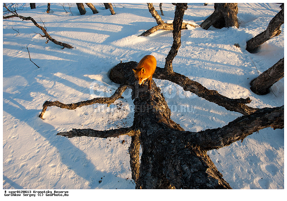 ��������, ��������� ����������, ��������, ��������, �������������, �������������, �����, �����, �������, ������, XYZ, ������, �������, ������, Canidae, ������������ ������, ����� ������, ����, Vulpes vulpes, ����, �������, ��������� �����