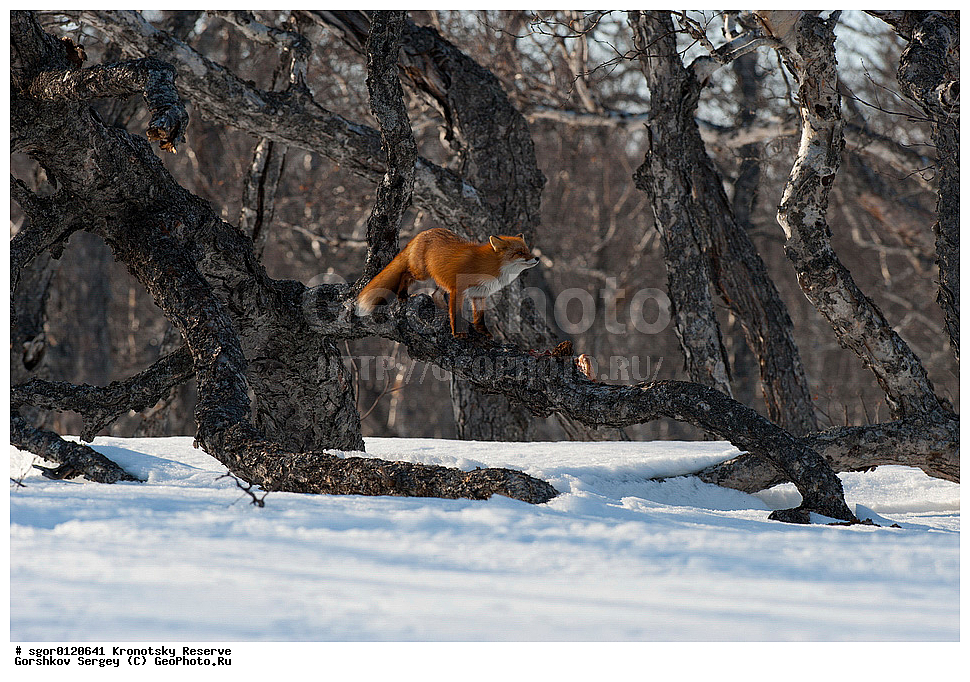 ��������, ��������� ����������, ��������, ��������, �������������, �������������, �����, �����, �������, ������, XYZ, ������, �������, ������, Canidae, ������������ ������, ����� ������, ����, Vulpes vulpes, ����, �������, ��������� �����