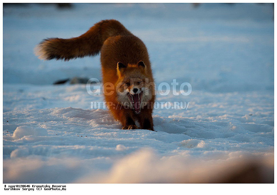 ��������, ��������� ����������, ��������, ��������, �������������, �������������, �����, �����, �������, ������, XYZ, ������, �������, ������, Canidae, ������������ ������, ����� ������, ����, Vulpes vulpes, ����, �������, ��������� �����