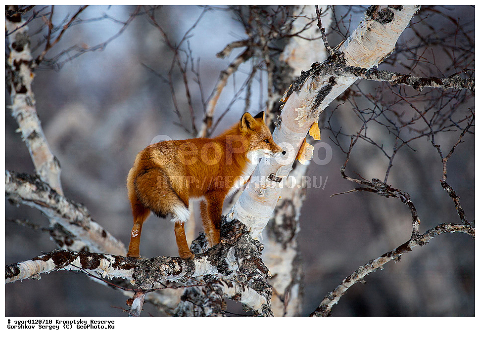 ��������, ��������� ����������, ��������, ��������, �������������, �������������, �����, �����, �������, ������, XYZ, ������, �������, ������, Canidae, ������������ ������, ����� ������, ����, Vulpes vulpes, ����, �������, ��������� �����